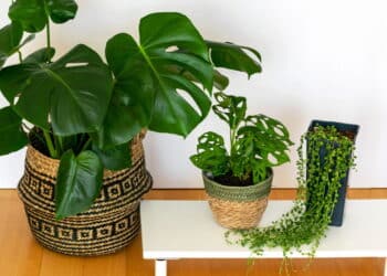 Três plantas fáceis de cuidar que deixam sua casa muito mais charmosa