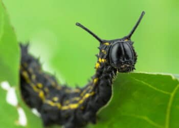 Veja como eliminar lagartas do seu quintal de forma rápida com esse truque simples