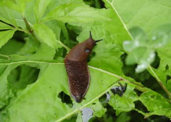 Esse truque fácil e natural mantém seu jardim livre de lesmas e caracóis