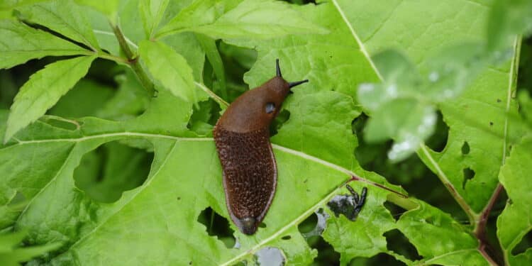 Esse truque fácil e natural mantém seu jardim livre de lesmas e caracóis
