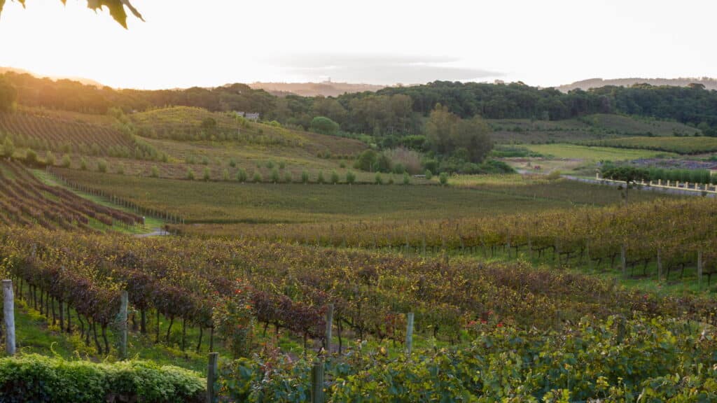 Vinhedo de uvas no Vale dos Vinhedos em Bento Gonçalves, vinho gaúcho - Créditos: depositphotos.com / Thisantors