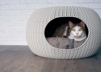 Seu gato pode estar dormindo no lugar errado e isso afeta sua energia