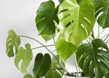 Top 7 plantas que atraem sorte e dinheiro em 2025, de acordo com o Feng Shui
