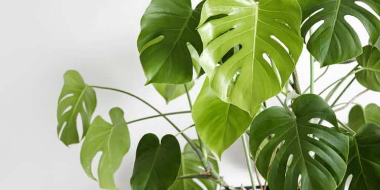 Top 7 plantas que atraem sorte e dinheiro em 2025, de acordo com o Feng Shui