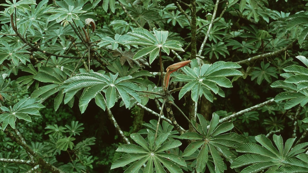 As plantas amazônicas que combatem hipertensão, diabetes e doenças crônicas