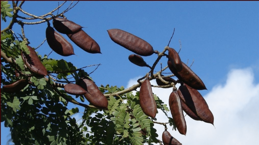 As plantas amazônicas que combatem hipertensão, diabetes e doenças crônicas