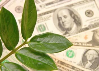 O lugar certo da casa para pôr plantas e atrair riqueza, segundo lenda chinesa
