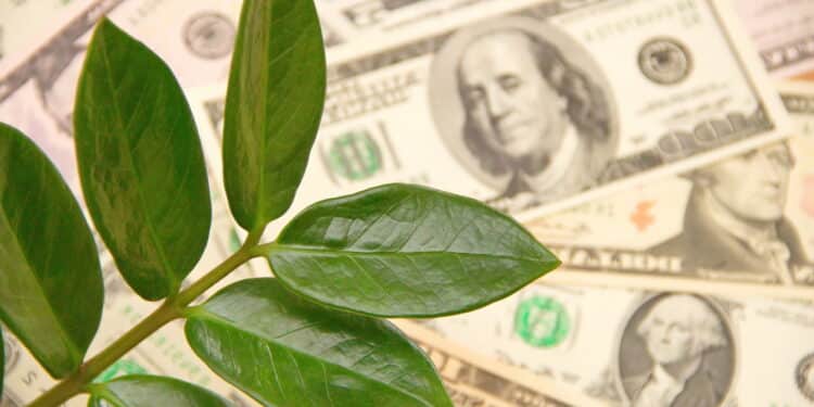 O lugar certo da casa para pôr plantas e atrair riqueza, segundo lenda chinesa