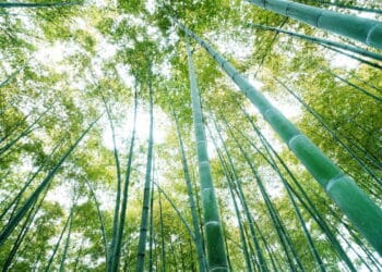 A combinação errada dos elementos pode bagunçar sua vida segundo o Feng Shui