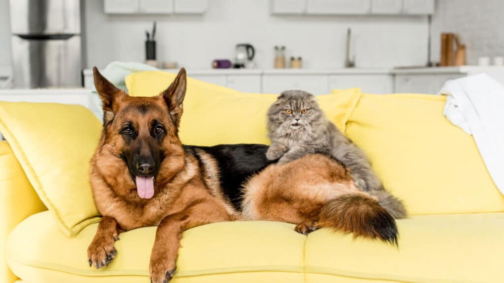 Lagartixa, gato e outros animais que simbolizam proteção em casa