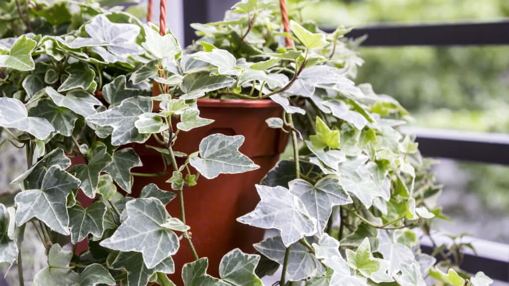 Top 7 plantas que atraem sorte e dinheiro em 2025, de acordo com o Feng Shui