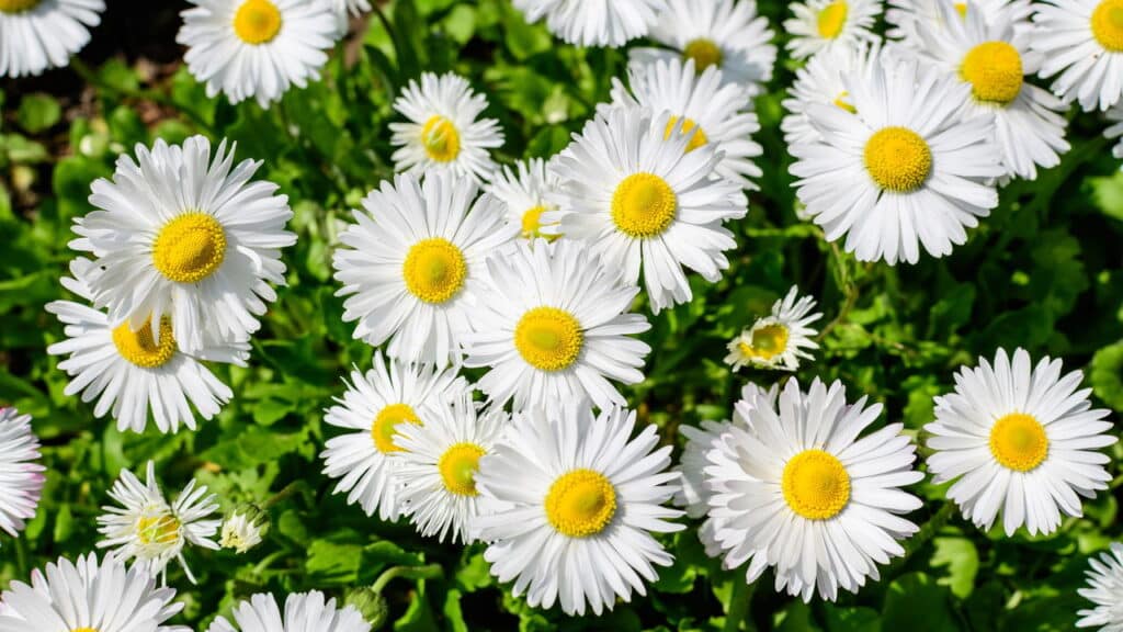 As flores ideais para ter um jardim bonito, colorido e cheio de vida