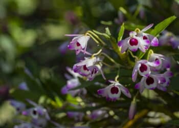 Cinco plantas do Feng Shui que melhoram a energia do romance