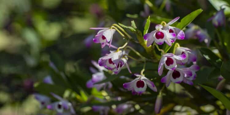 Cinco plantas do Feng Shui que melhoram a energia do romance