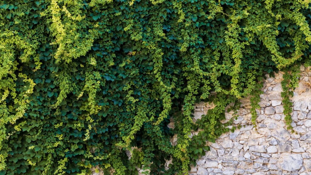 As 4 plantas ideais para criar uma mini floresta dos sonhos em casa