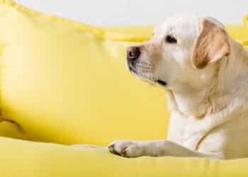 Nova decisão do STJ sobre animais em condomínios preocupa donos de pet