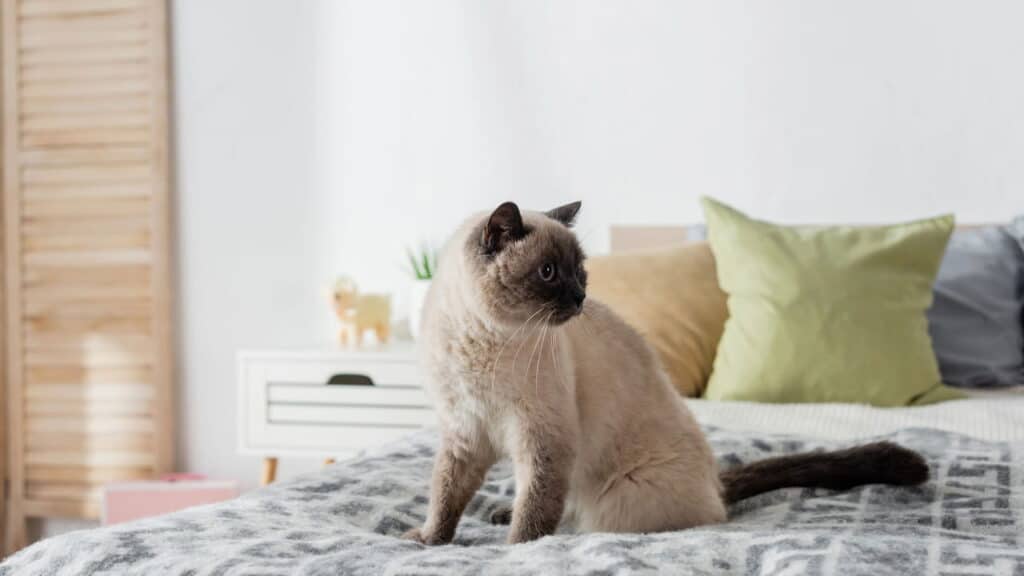 Nova decisão do STJ sobre animais em condomínios preocupa donos de pet