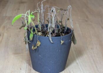 Os 5 objetos comuns que bloqueiam a prosperidade na sua casa segundo o Feng Shui