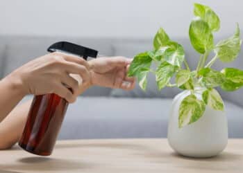 Top 4 plantas que trazem sorte e prosperidade de acordo com o Feng Shui
