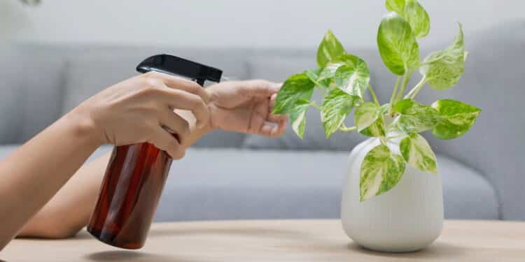Top 4 plantas que trazem sorte e prosperidade de acordo com o Feng Shui