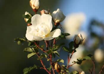 Perfumaria internacional recebe rosa rara da Bulgária pelas mãos da brasileira Natura