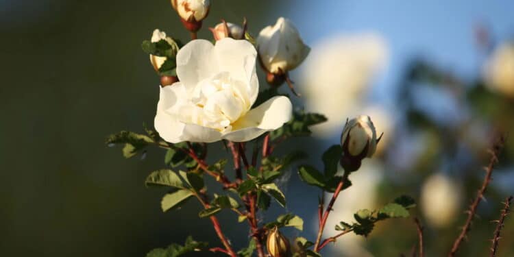 Perfumaria internacional recebe rosa rara da Bulgária pelas mãos da brasileira Natura
