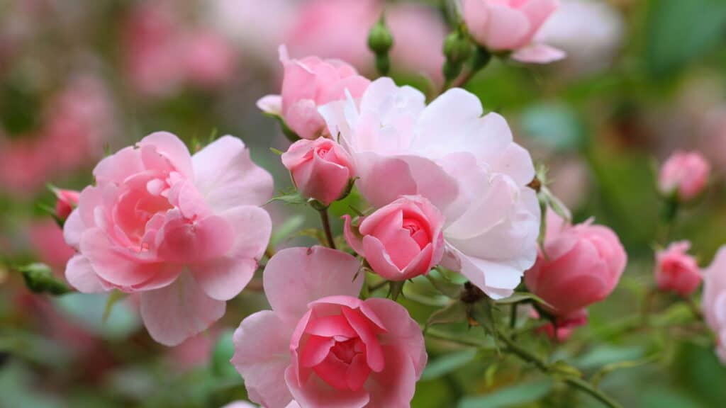 As flores ideais para ter um jardim bonito, colorido e cheio de vida