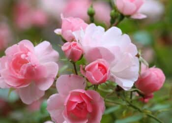 As flores ideais para ter um jardim bonito, colorido e cheio de vida