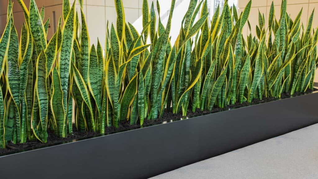 As 2 plantas fáceis de cuidar que qualquer um pode ter em casa