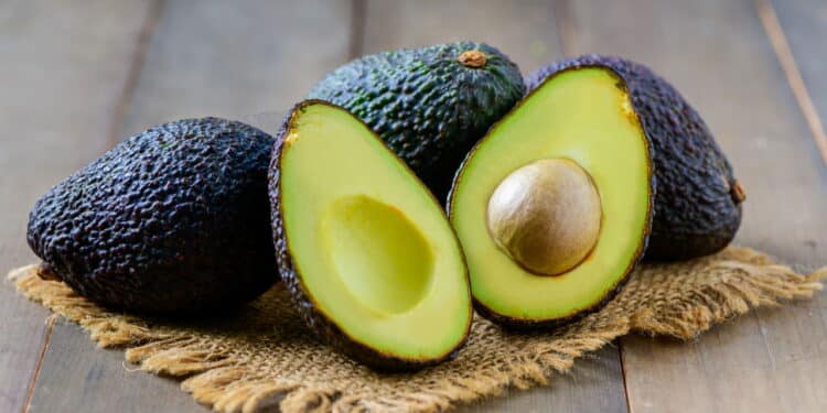 Como cultivar abacateiros em casa a partir de estaquia?