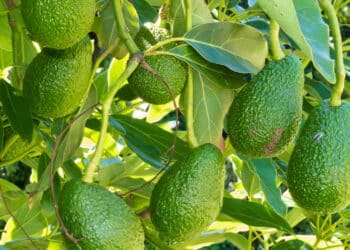 A fruta que aumenta a testosterona e é fácil de cultivar em casa