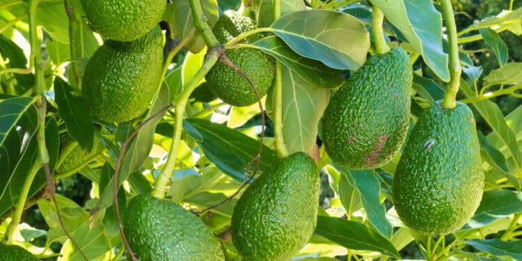 A fruta que aumenta a testosterona e é fácil de cultivar em casa