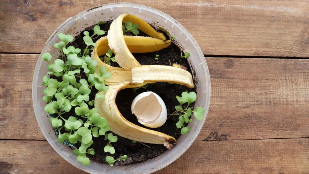 O truque com restos de cozinha que podem salvar seu jardim