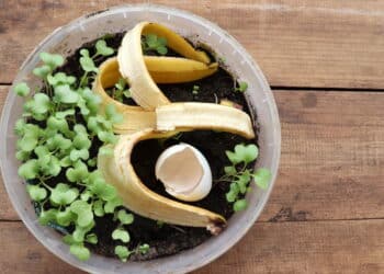 O truque com restos de cozinha que podem salvar seu jardim