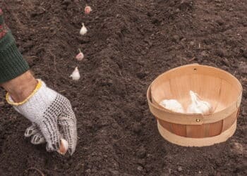 Créditos: depositphotos.com / olesia