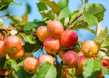 Árvores frutíferas (macieira) // Créditos: depositphotos.com / ekina1