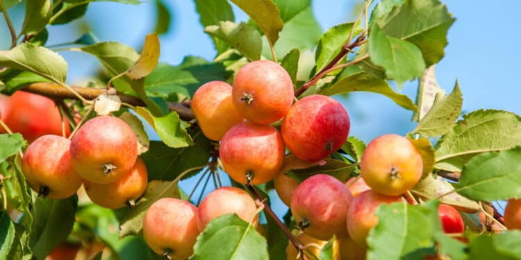 Árvores frutíferas (macieira) // Créditos: depositphotos.com / ekina1