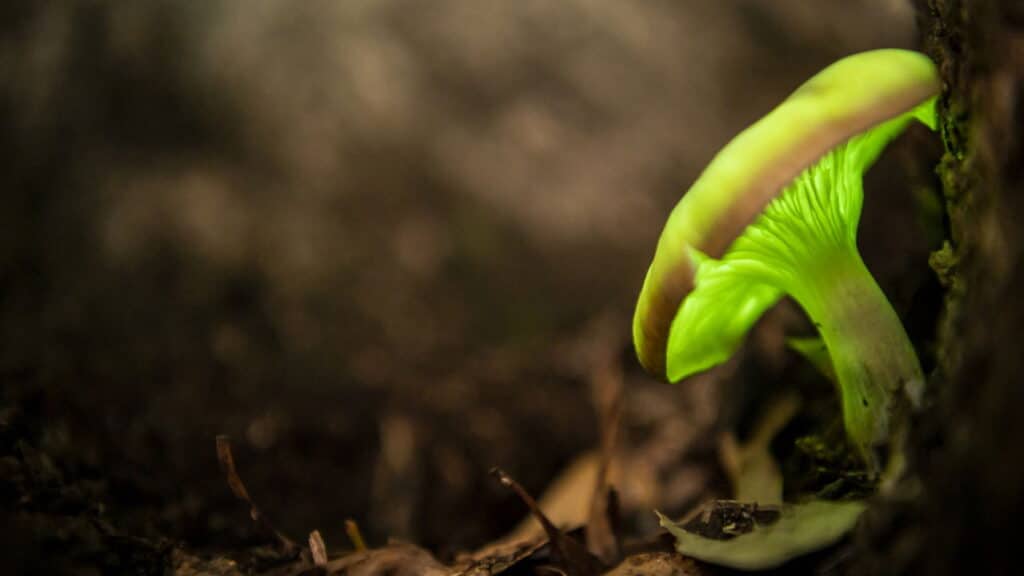 É verdade que existem plantas que brilham no escuro?