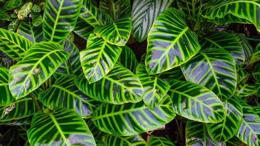 Os segredos da planta que reza e se move sozinha em casa