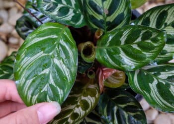 Os segredos da planta que reza e se move sozinha em casa
