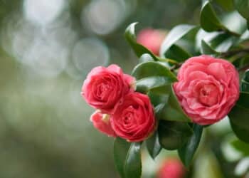 As flores perfeitas para decorar ambientes no inverno trazendo aconchego