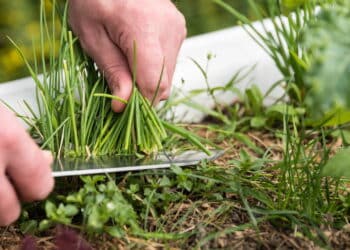 Créditos: depositphotos.com / alho007