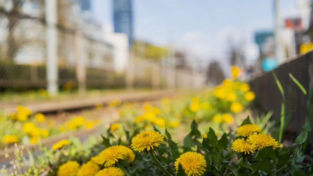 As 3 plantas daninhas que todo jardim tem e que podem curar