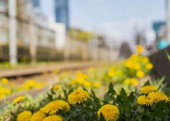 As 3 plantas daninhas que todo jardim tem e que podem curar