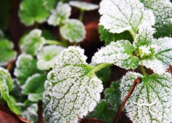 Plantas na neve // Créditos: depositphotos.com / katazzina