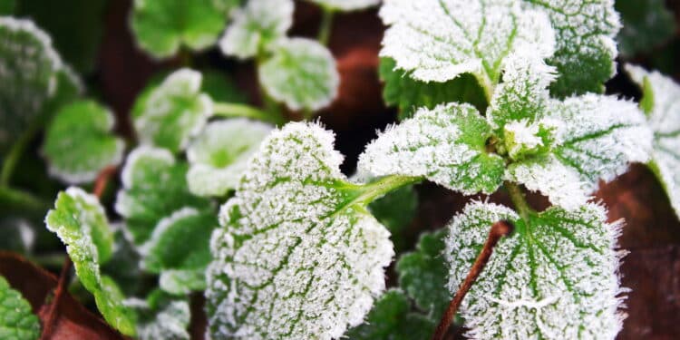 Plantas na neve // Créditos: depositphotos.com / katazzina