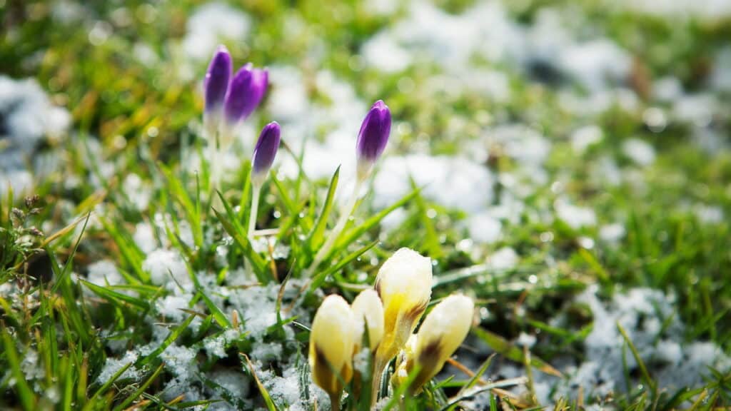As 5 plantas fortes que aguentam o inverno inteiro em qualquer jardim