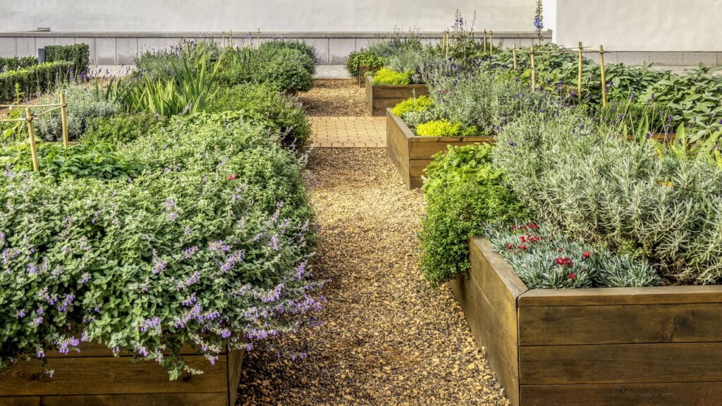 Aprenda a cultivar temperos que suportam o calor em sua horta caseira