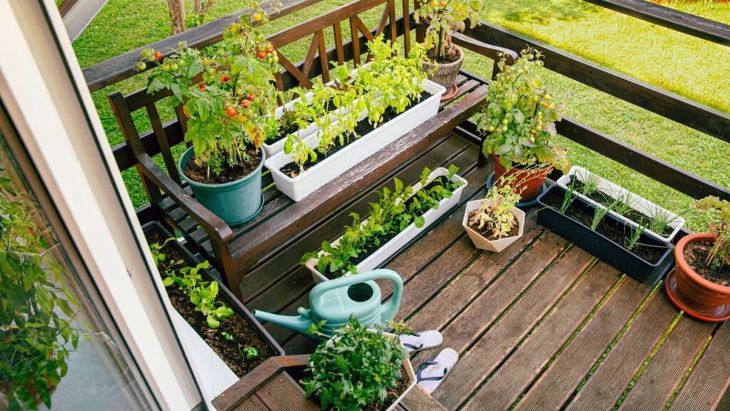Aprenda a cultivar temperos que suportam o calor em sua horta caseira