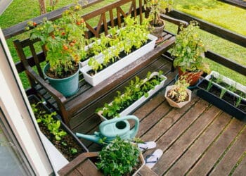 Aprenda a cultivar temperos que suportam o calor em sua horta caseira